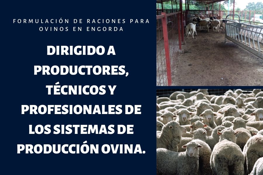 producción ovina