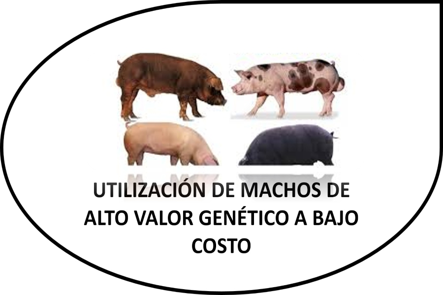 inseminación artificial