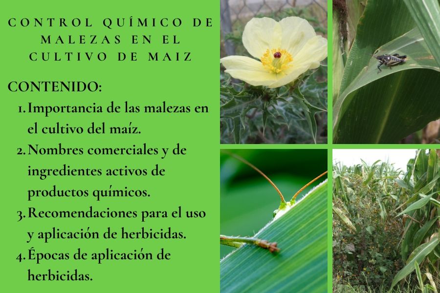 control químico