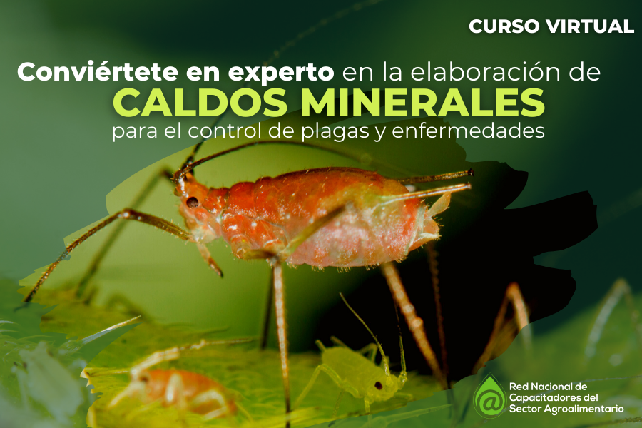 curso