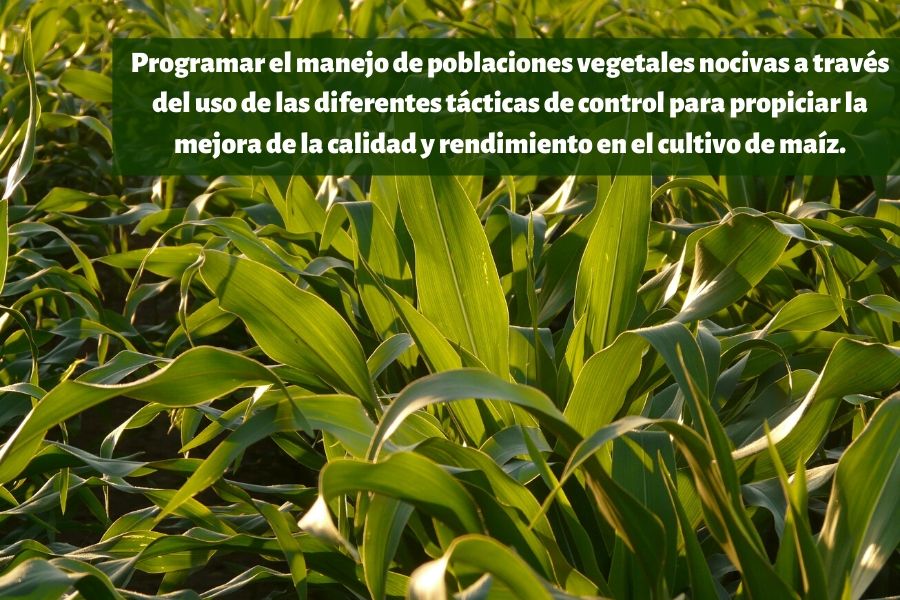 aplicación de herbicidas