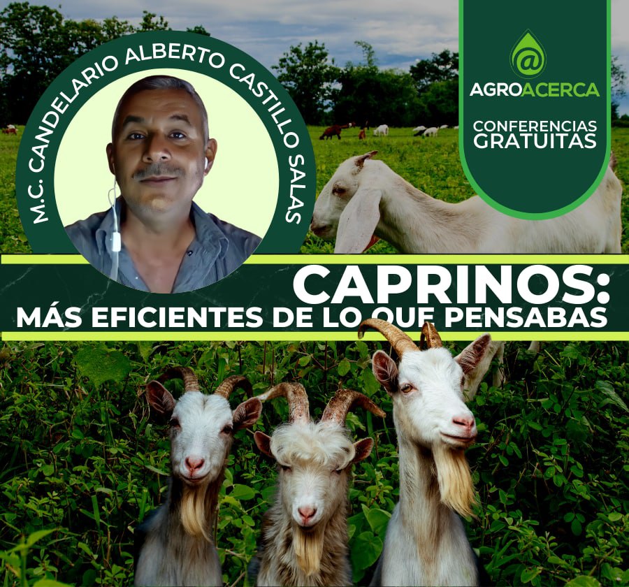 caprinos