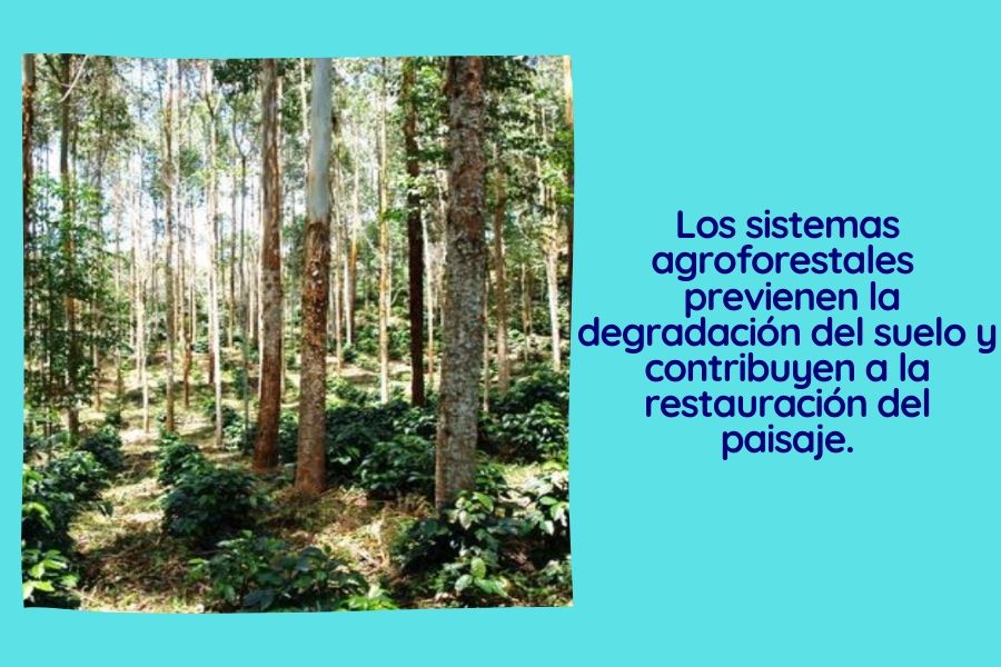 agroforestería