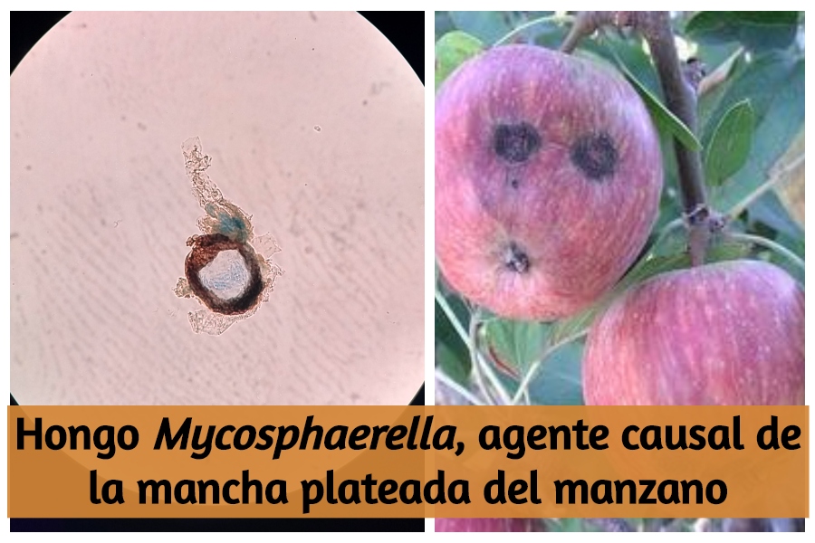 Fertilización
