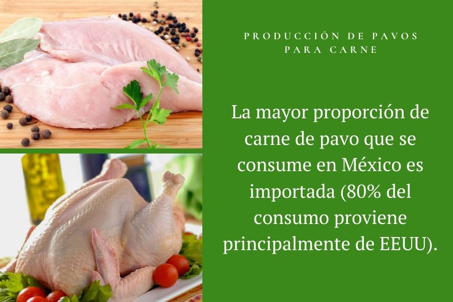 pavo