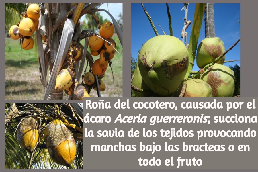 Planta