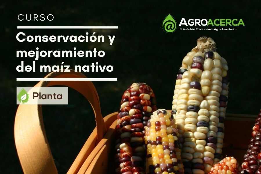 Planta