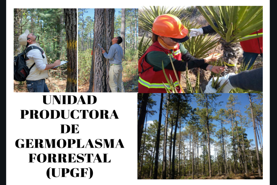 Reforestación