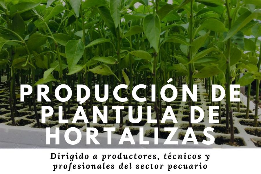 planta