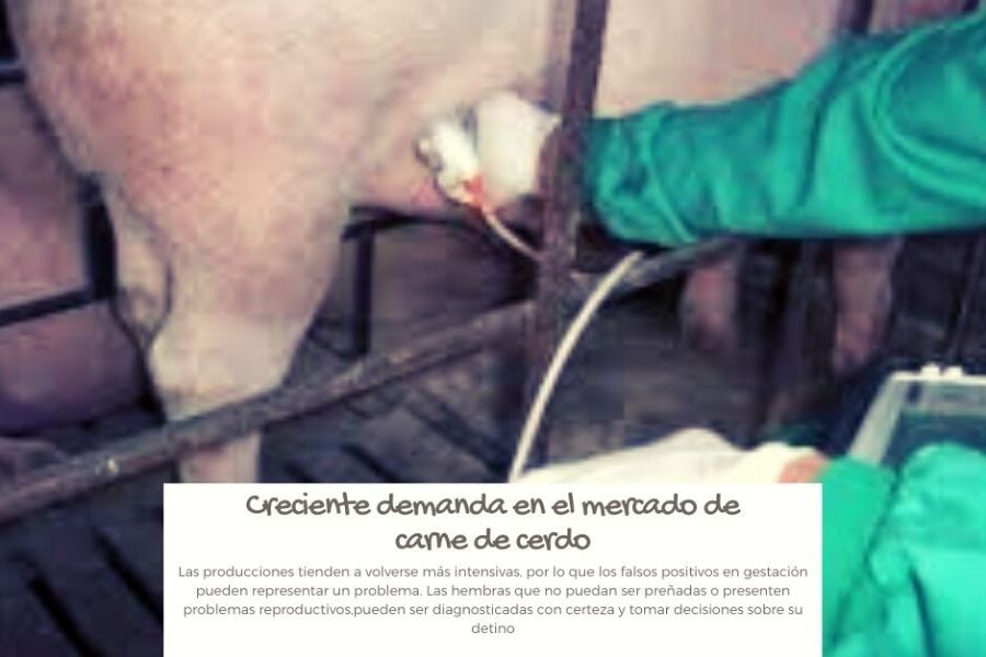 ultrasonido