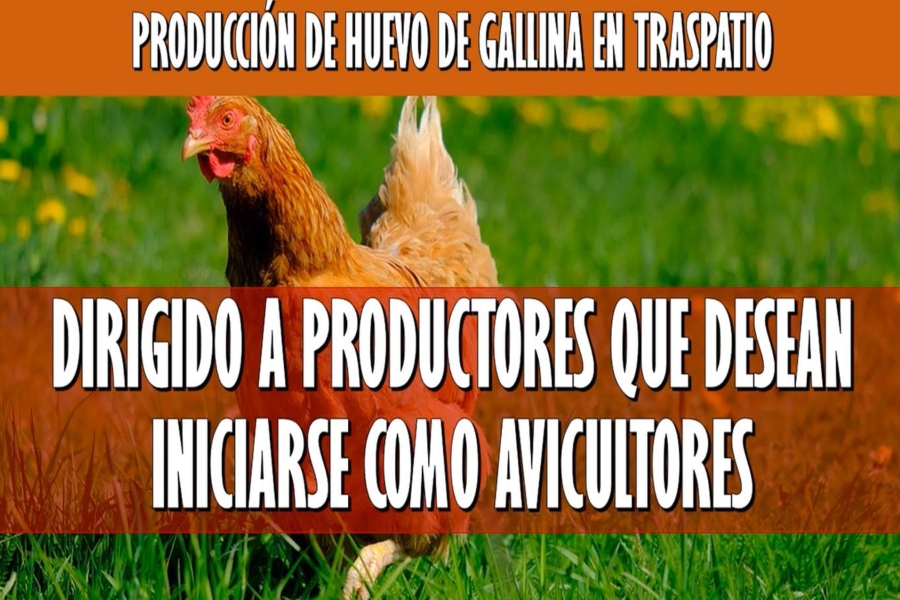 gallina