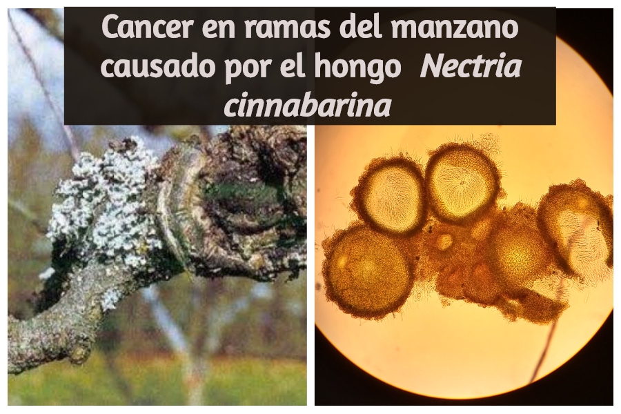 Manzana