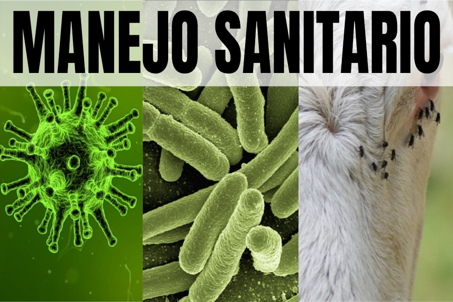 manejo sanitario