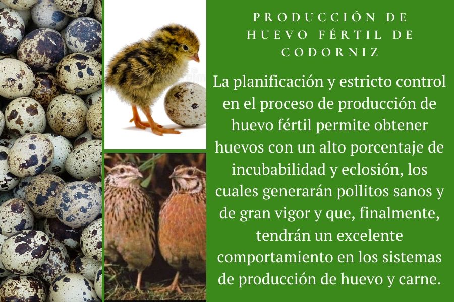 producción