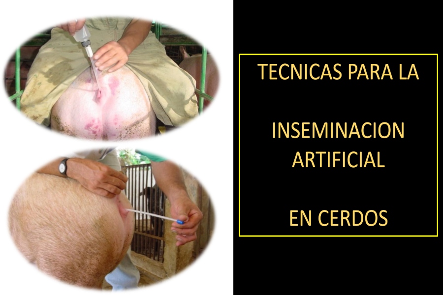 cerdas