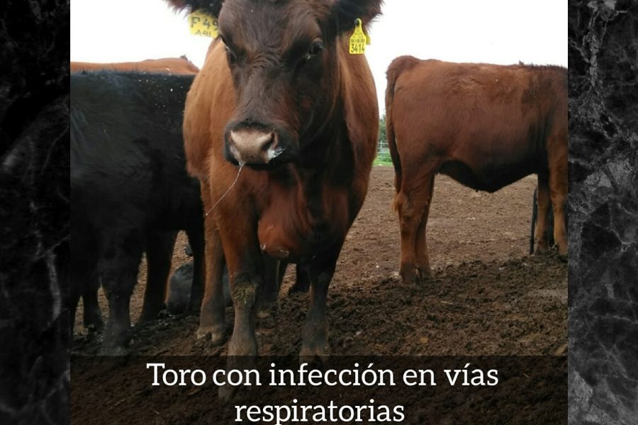 sanidad