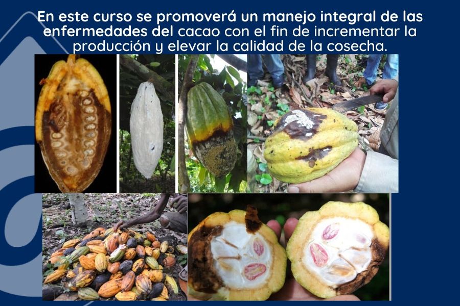 Cacao