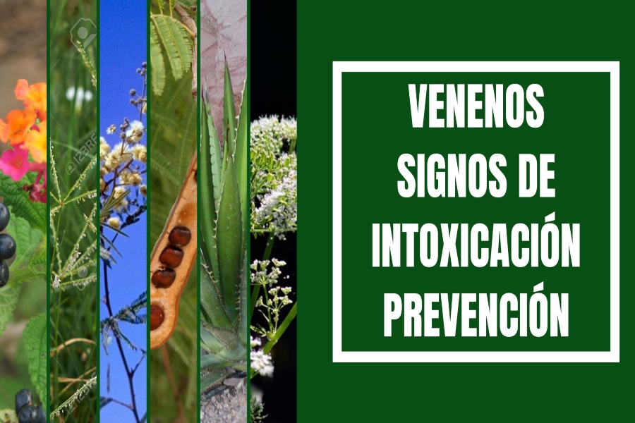 plantas toxicas