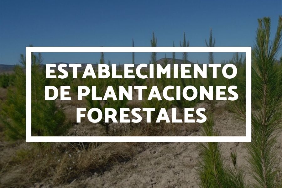 Forestal