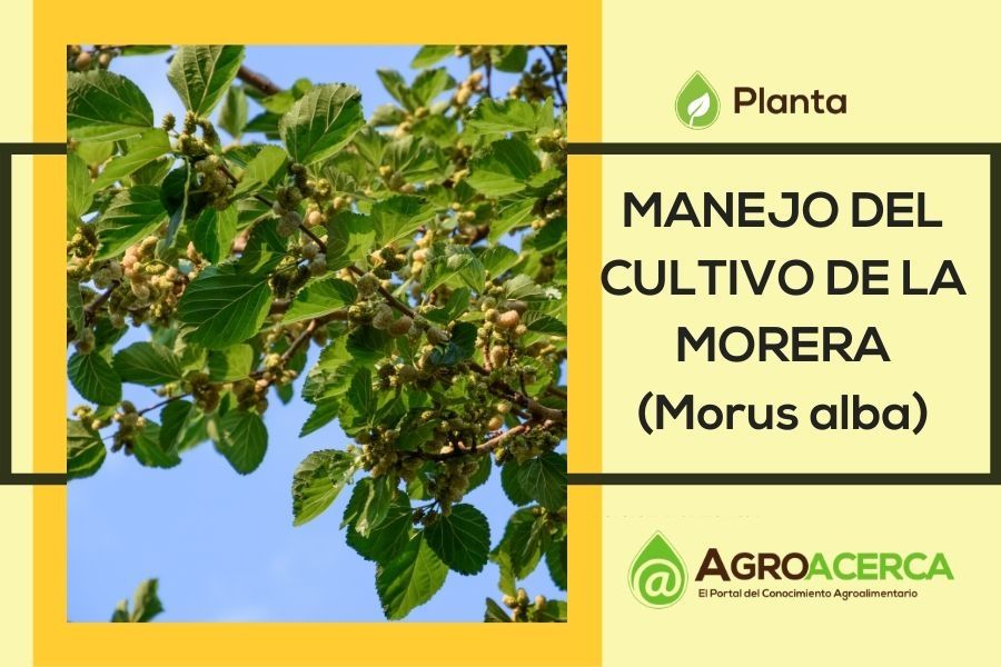 Planta