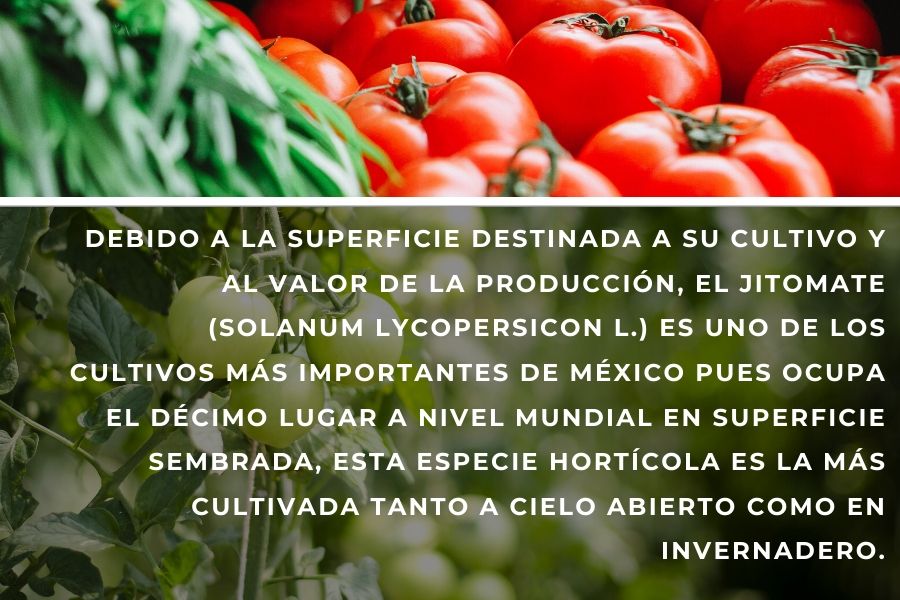 tomate rojo