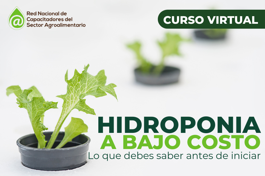 hidroponia