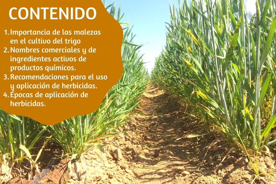 Planta