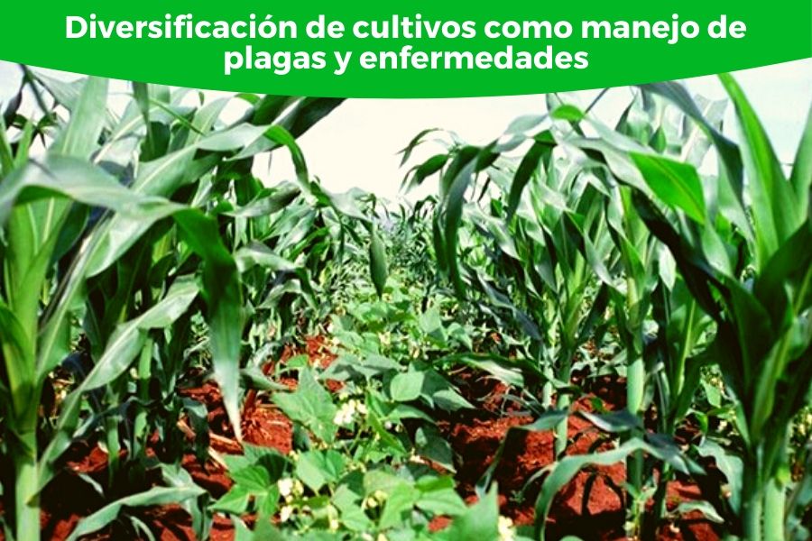 agricultura