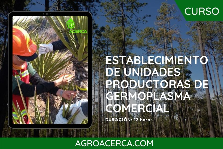 Planta