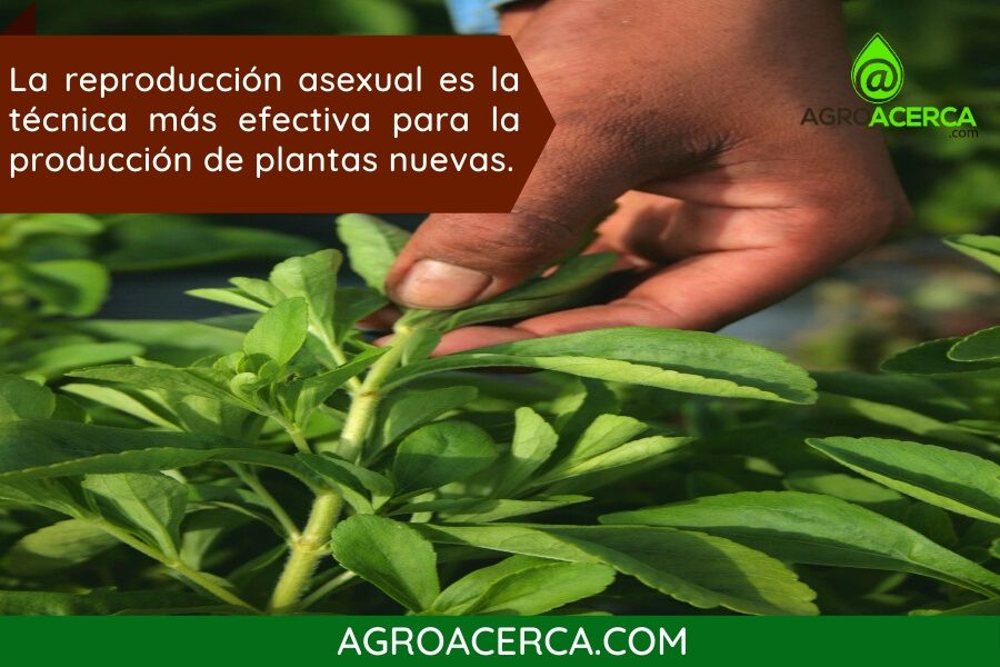 stevia