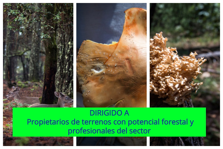 forestal