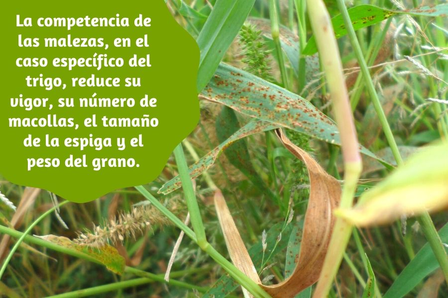 herbicidas